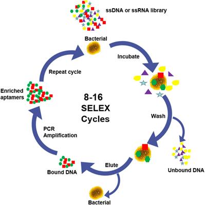 Recent Advances in Aptasensors For Rapid and Sensitive Detection of Staphylococcus Aureus